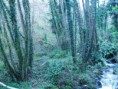 /album/galleria/bosco-jpg/